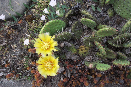 opuntia phaeacantha v.camanchica f.longispina 2